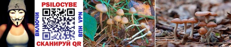Галлюциногенные грибы MAGIC MUSHROOMS  хочу наркоту  Фатеж 